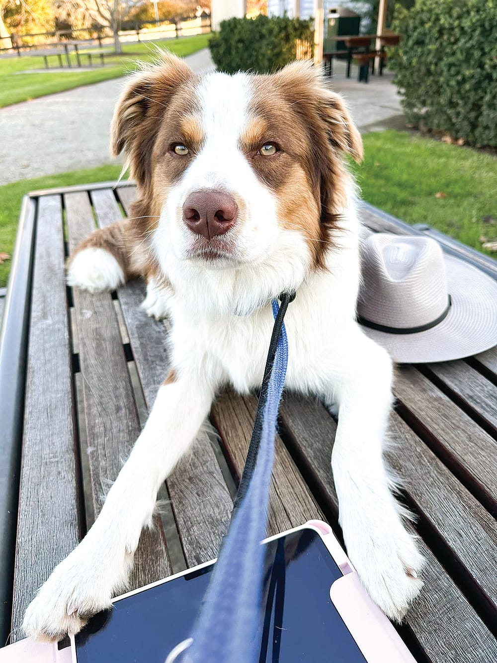 A whole community comes to the rescue post image