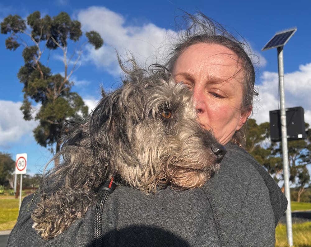 After ghosting for 29 days – Casper the rescue dog is home! post image