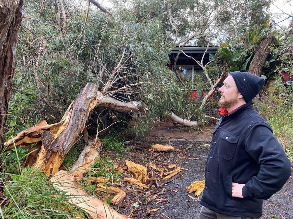 Rotten luck as Inverloch trees come down post image