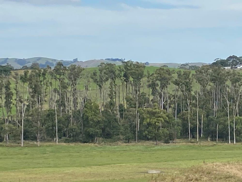 Not-so-sweet pittosporum sucking the life out of our bush post image