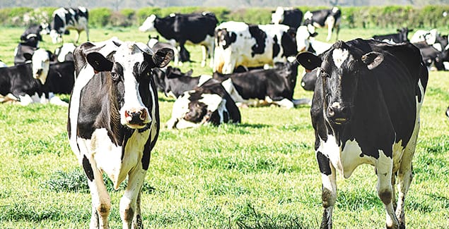Top 5% of dairy farmers named post image
