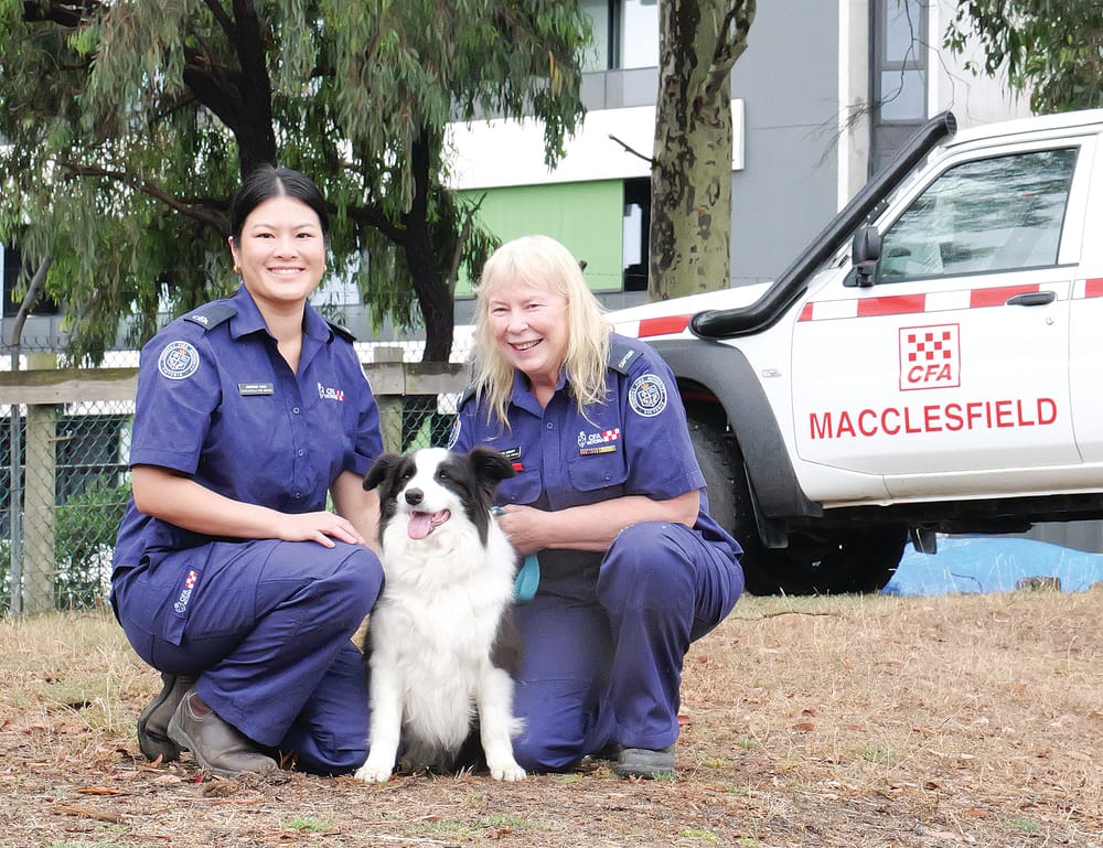 Make sure your pets are part of your bushfire survival plan post image