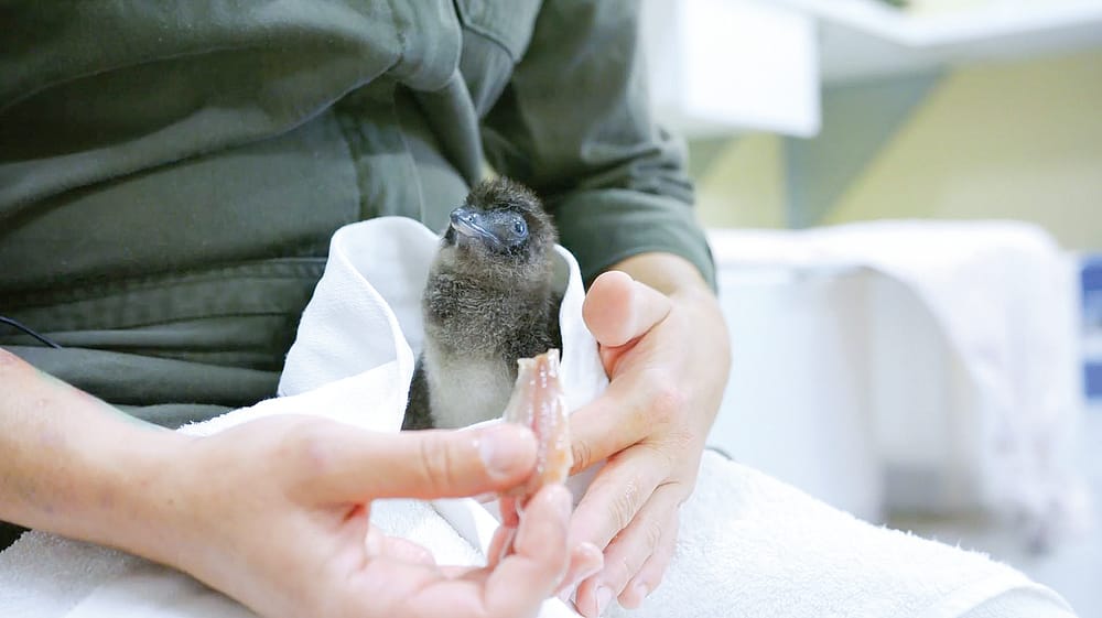 Nine penguins saved on Phillip Island post image