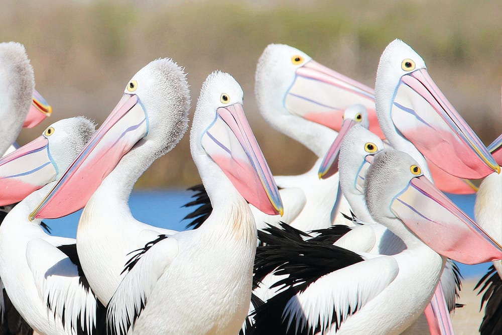 Another great pelican count post image