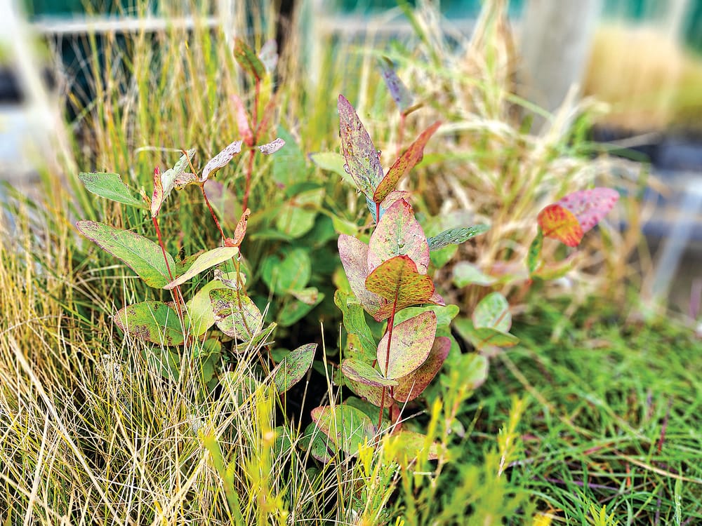 Limited species winter sale post image