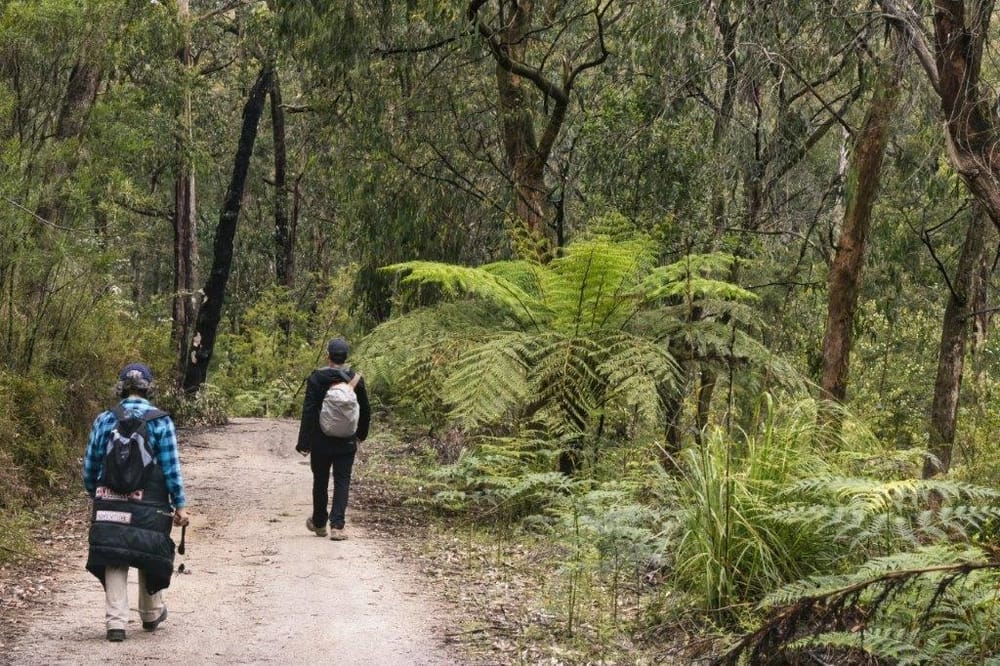 Forest in Mirboo North still waiting for classification six years on post image