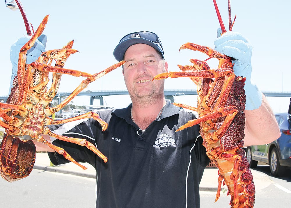 San Remo rock lobster priced for Christmas post image
