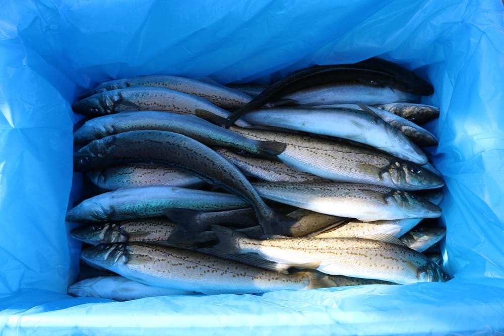 Have your say on Corner Inlet fishery plan post image