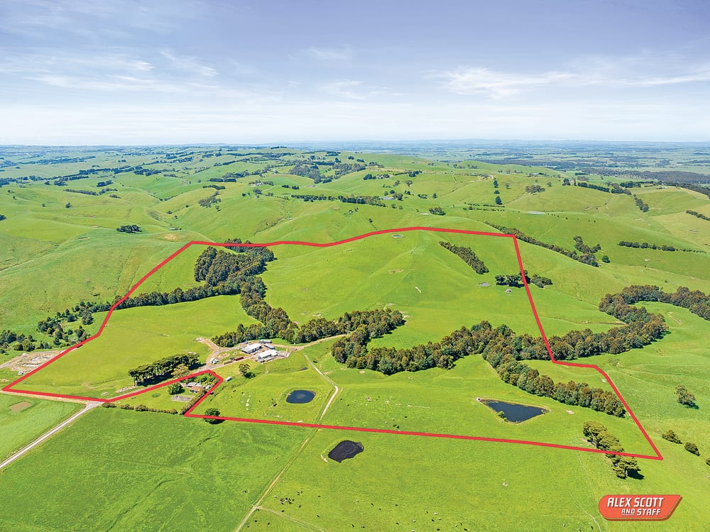 Heavy carrying cattle country post image