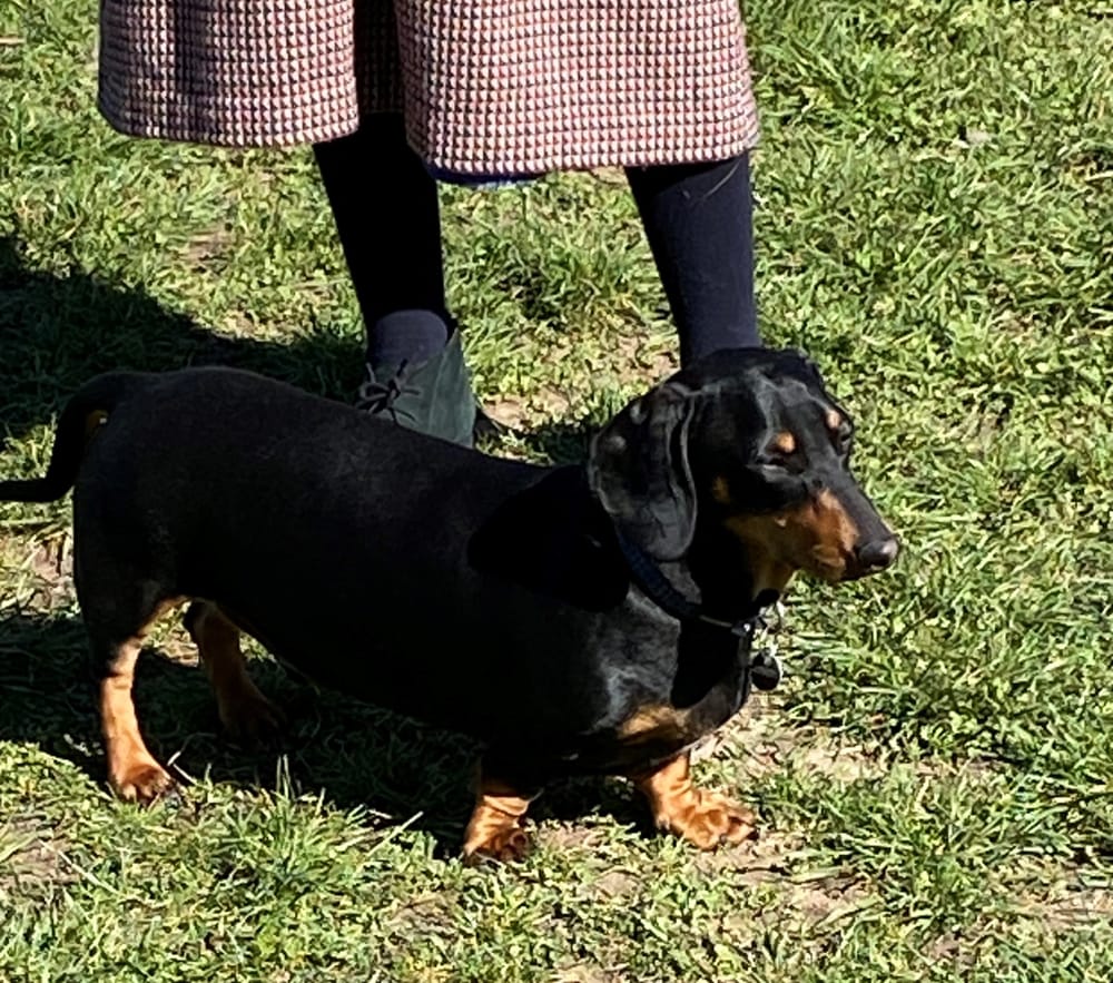 How Bass Coast’s dogs missed the boat post image