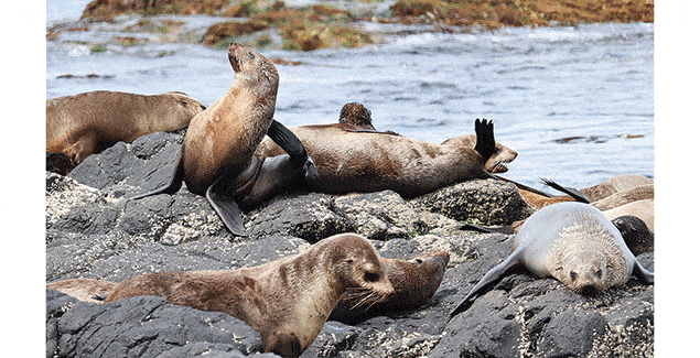 Crucial research to help understand fur seals post image