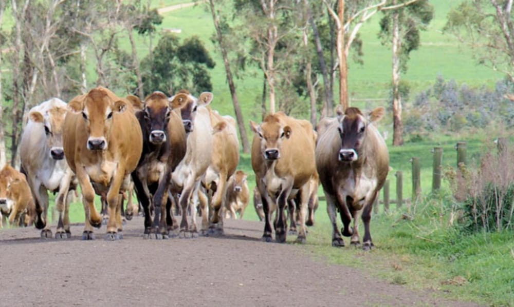 Saputo, Burra neck and neck with revised milk bids post image