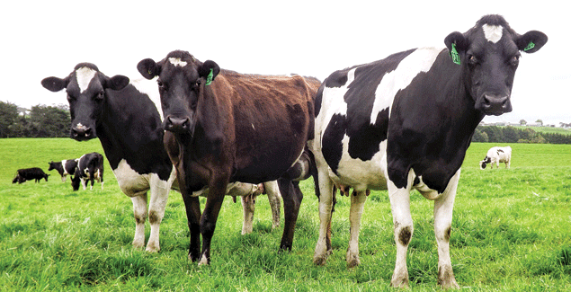 Manage animal health issues as wet conditions linger post image