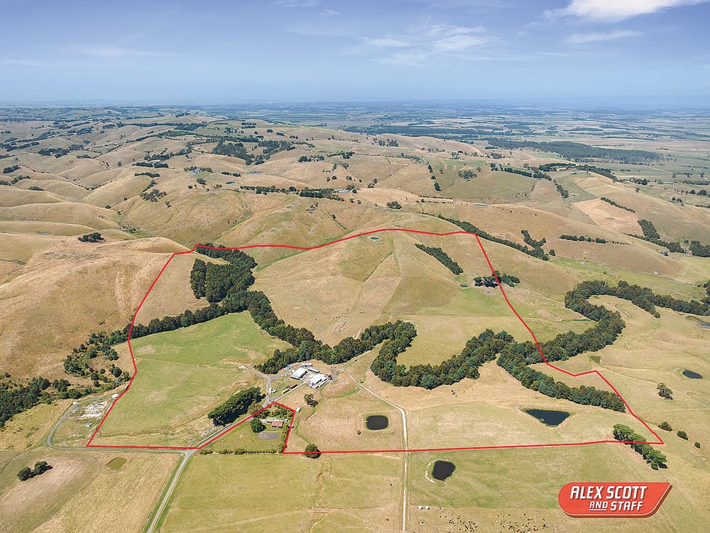 Heavy carrying cattle country post image