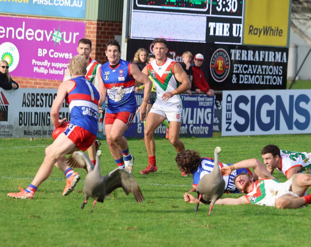 Seaguls and pesky geese both scattered by Phillip Island Bulldogs post image