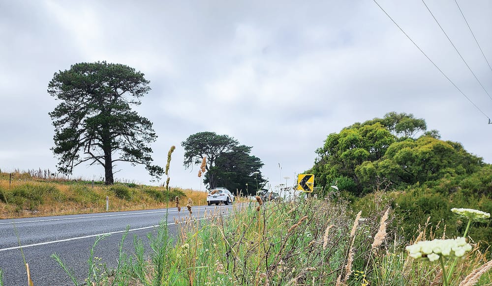 Overgrown roadsides causing concern post image
