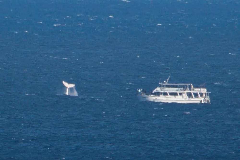 Whales arrive right on cue for Phillip Island’s festival post image