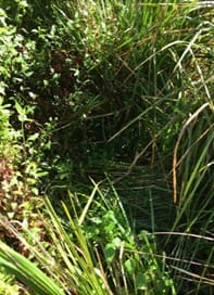 Big cat sighting saga continues in Grantville post image