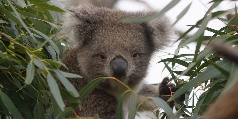Strzelecki koalas relocated to SA for breeding program post image