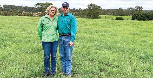 Savvy cocksfoot for sustainable farming post image