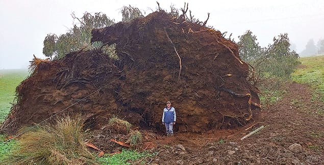 Mammoth tree victim of storm post image