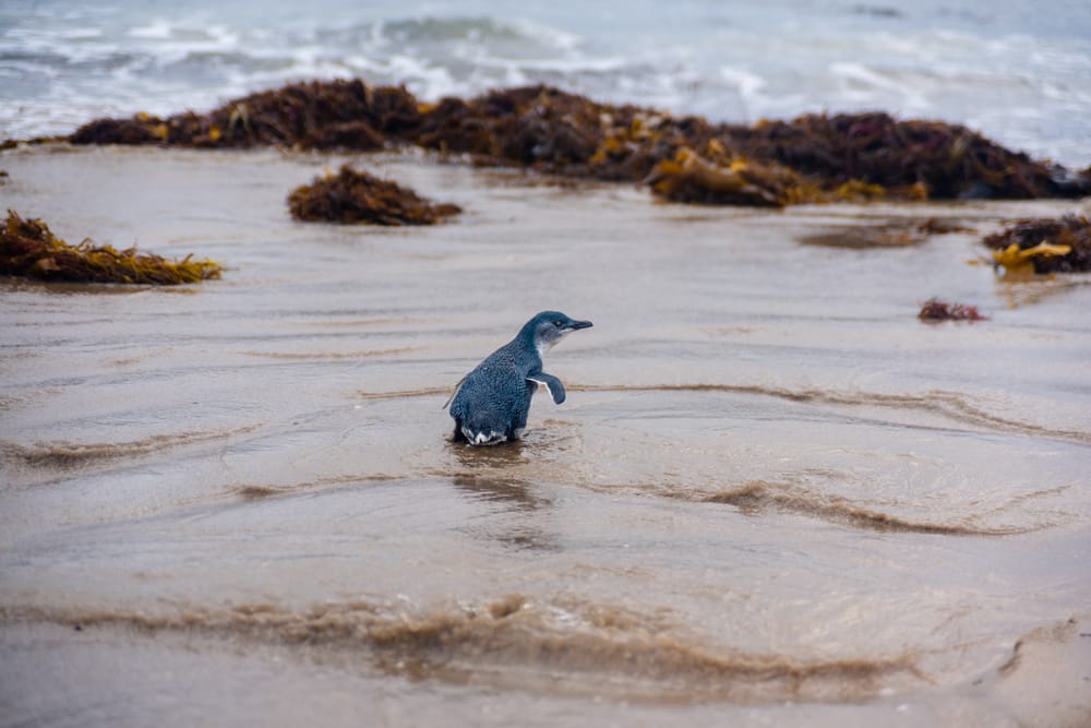 Little Penguin bounces back after expert care post image