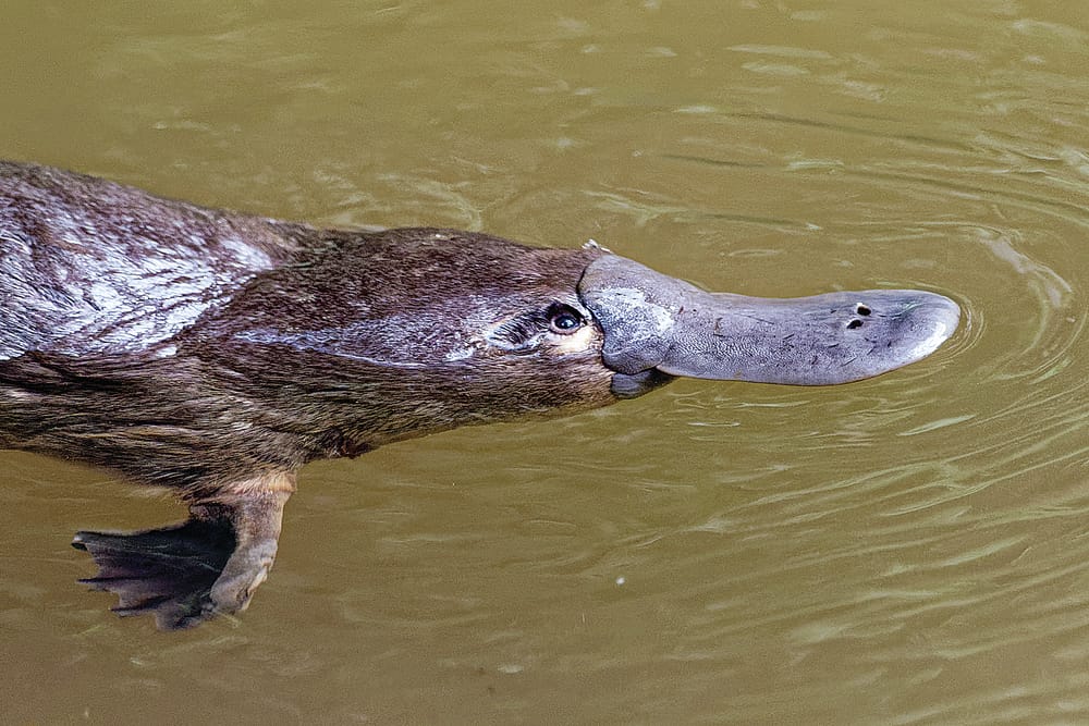 West Gippsland’s waterways home to threatened platypus post image