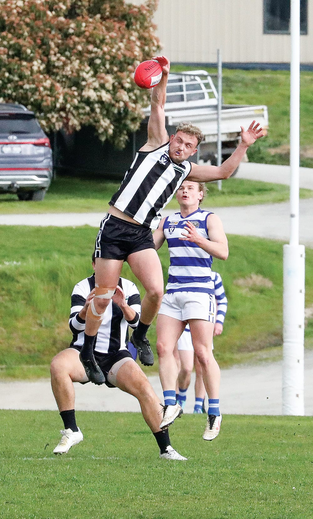 Magpies ruffled by the finals bound Cats post image