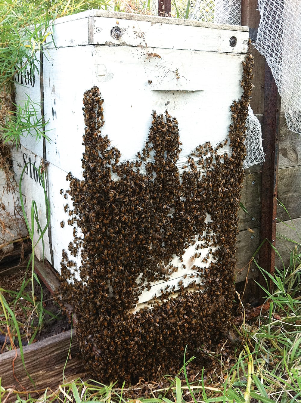 Permit system widens as pollination continues safely post image