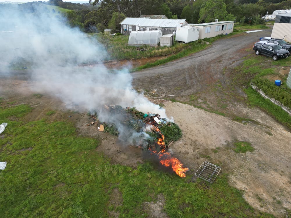 Police arrest Leongatha South cannabis crop king pin post image