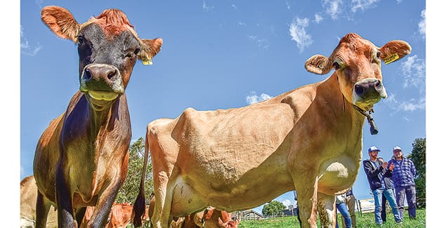 Baristas called to meet their milk post image