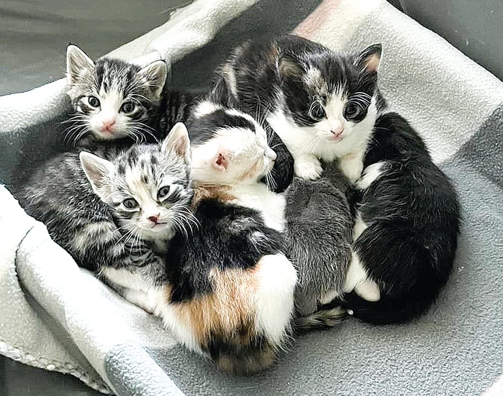 Better protection for cats and wildlife post image