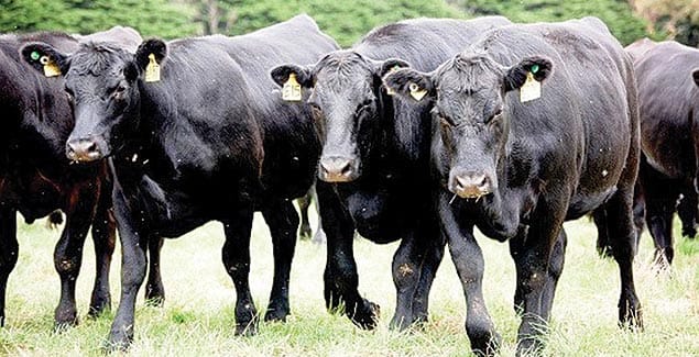 Incentives for sheep, cattle brains post image