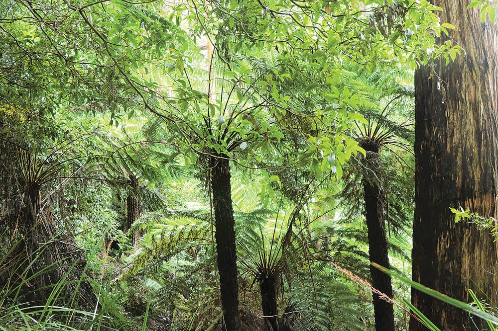 Protecting Mirboo North’s precious forests post image