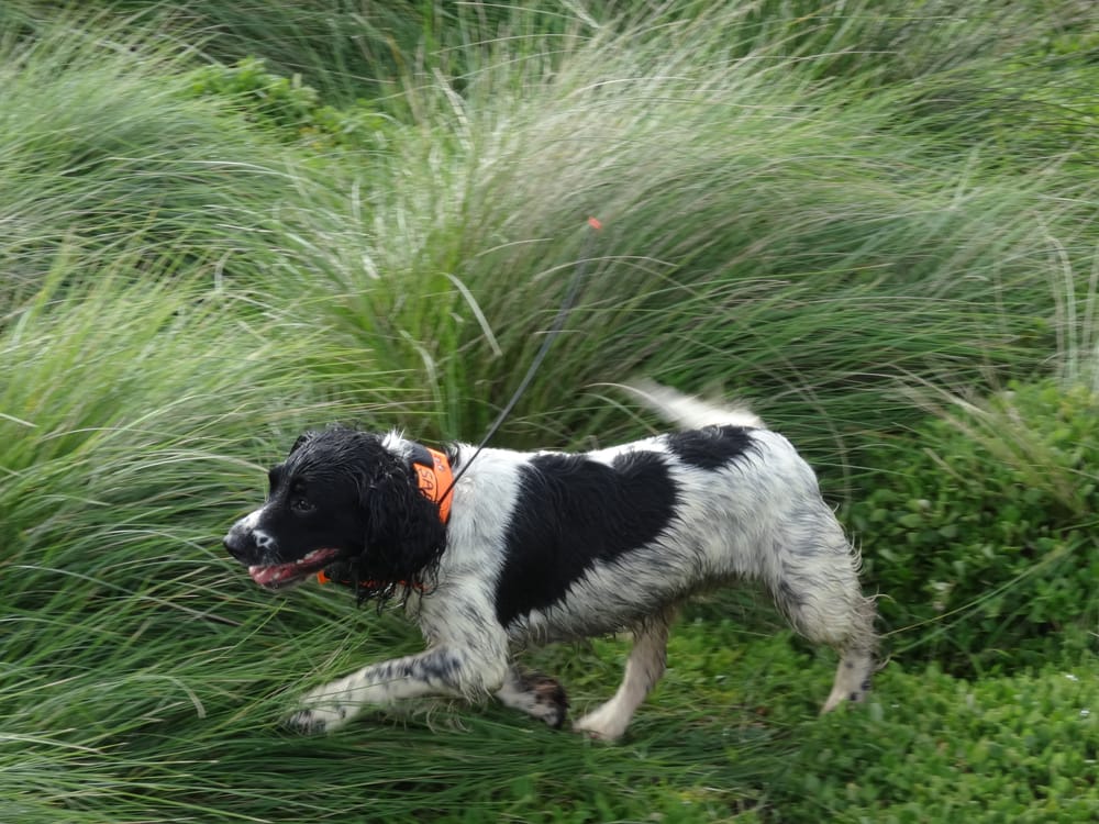 Phew, fox threat removed from Phillip Island post image