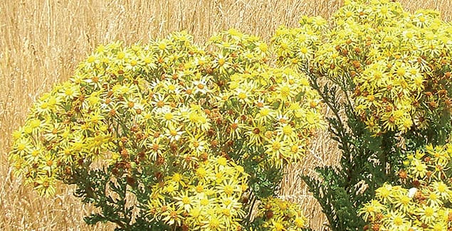 Spring into action against weeds post image