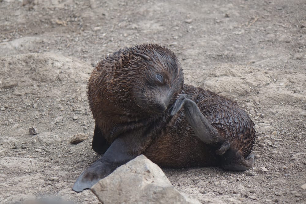 Startling results for seal census post image