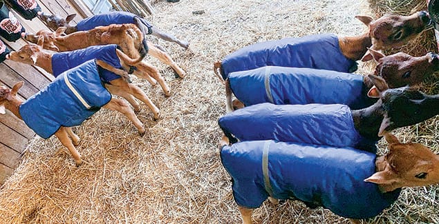 Calves in need of a home post image