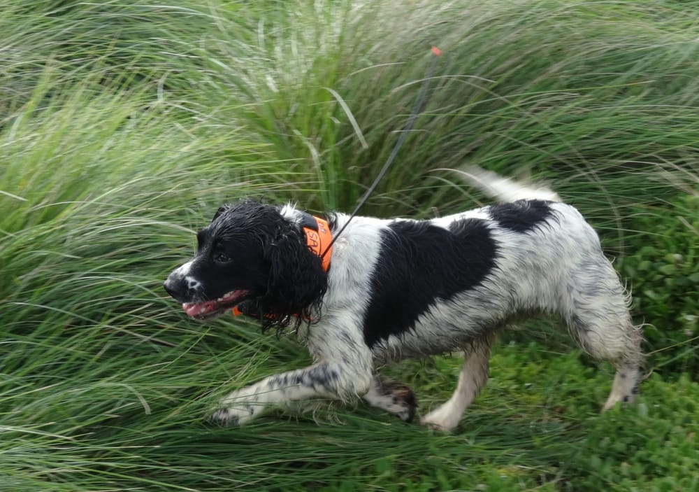 Jazz on the trail of Phillip Island’s fox post image