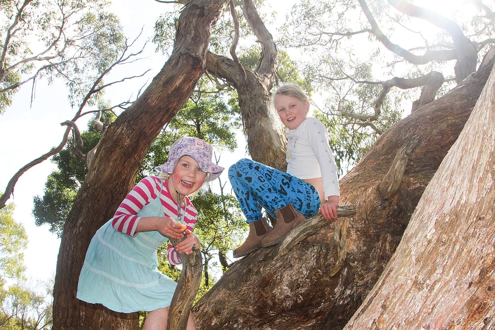 Sweltering hot amongst the street trees post image