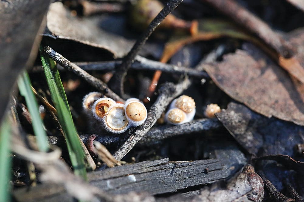 Fascinating fungi in Mirboo North post image