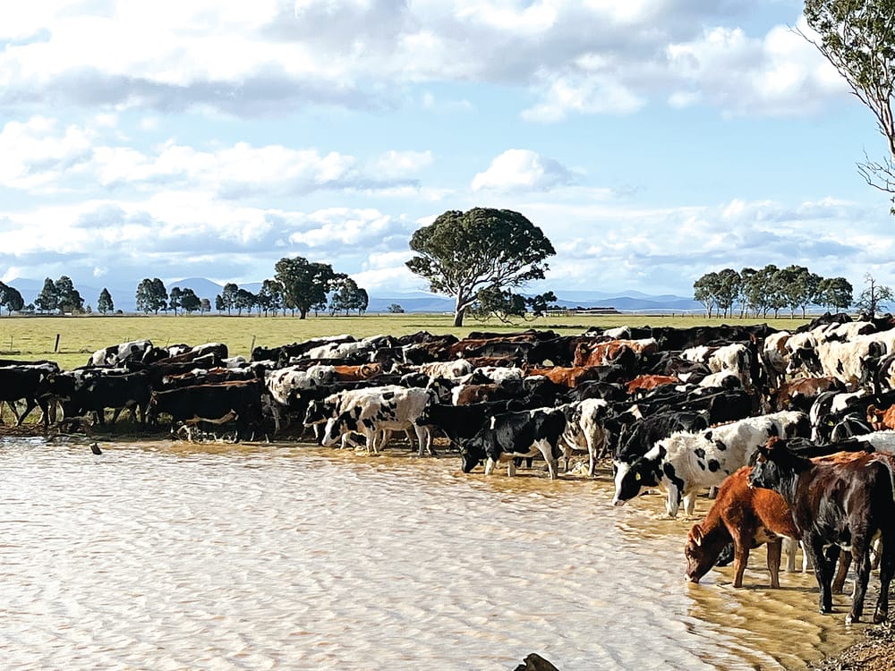 Gippsland farmer continues a sustainable tradition post image