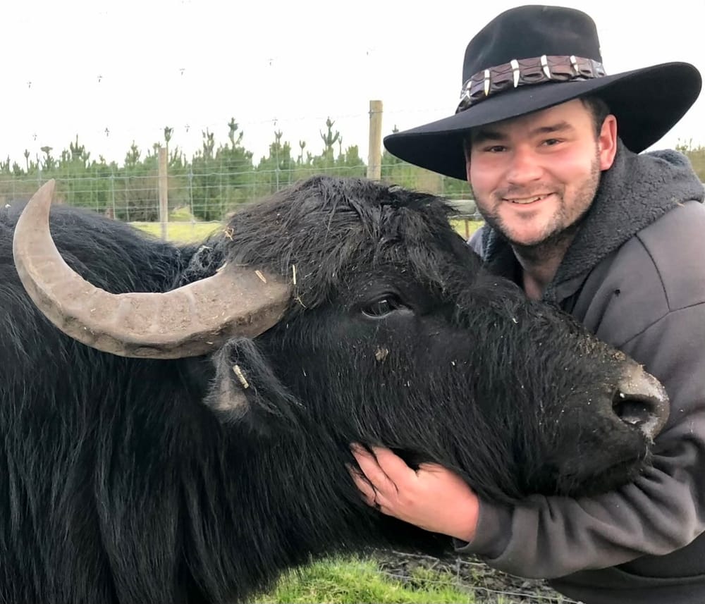 Why it’s buffalo time at Giffard West. post image