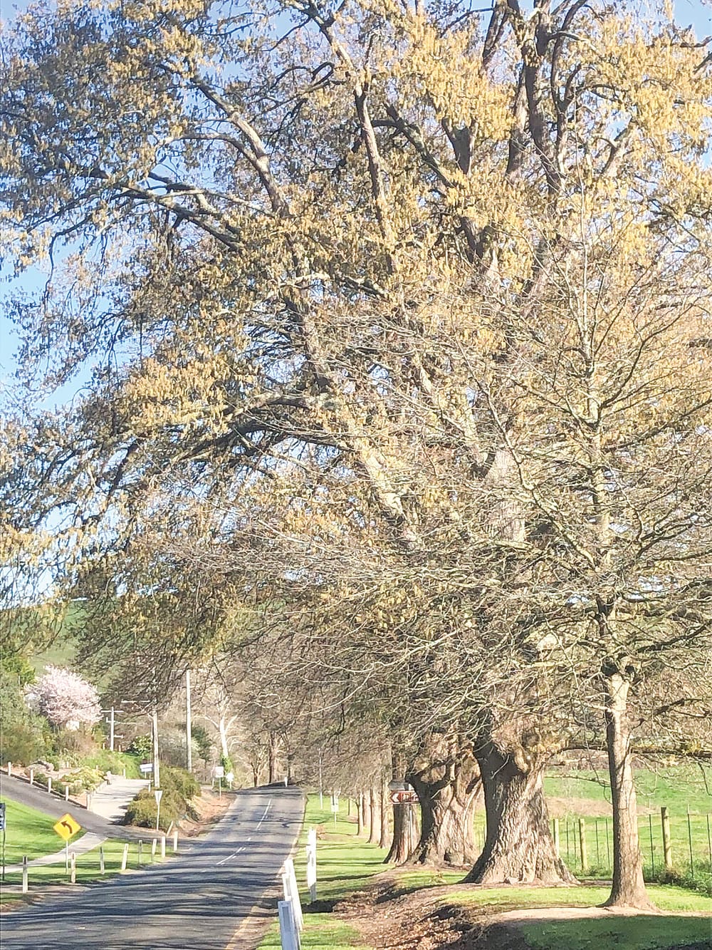 Funding approval for Kongwak Avenue of Honour post image