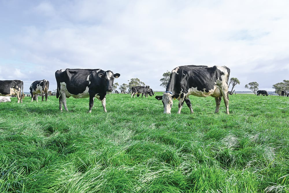 FVI helping dairy farmers profits post image