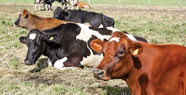 Record results for region’s farmers post image