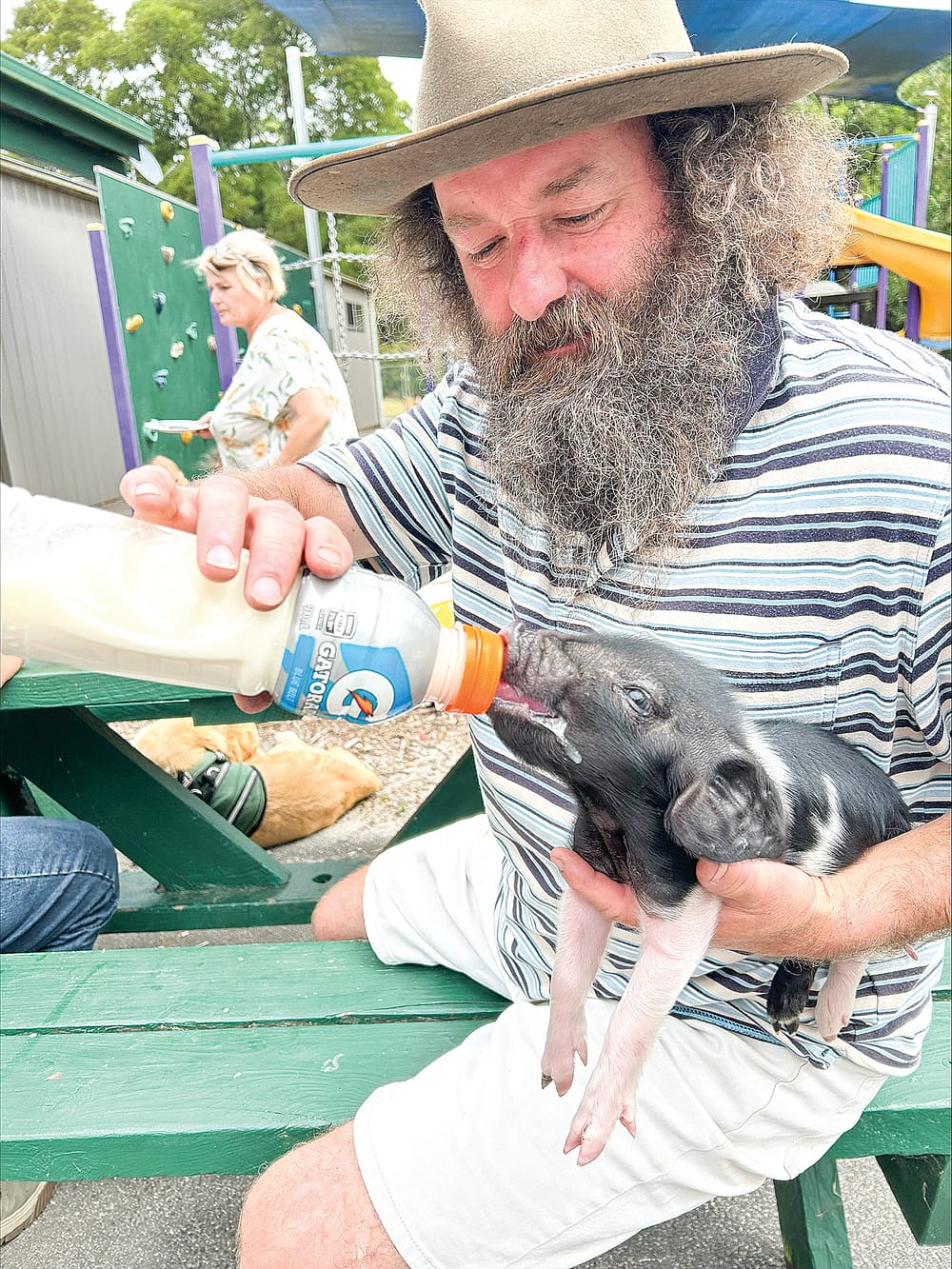 This Little Piggy came to Kongwak Primary School post image