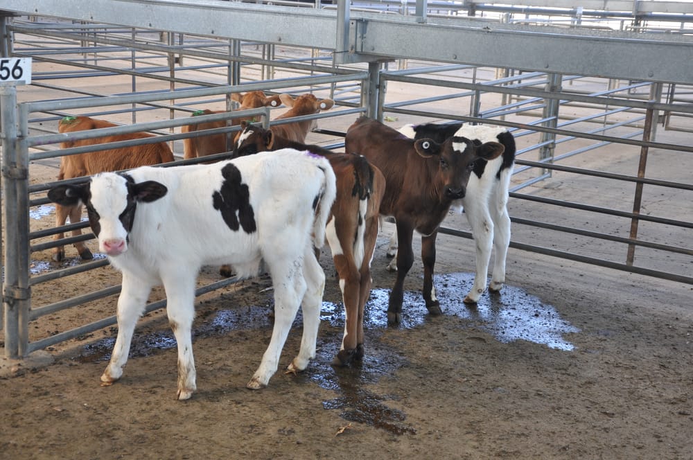Handle with care: bobby calf transport requirements post image