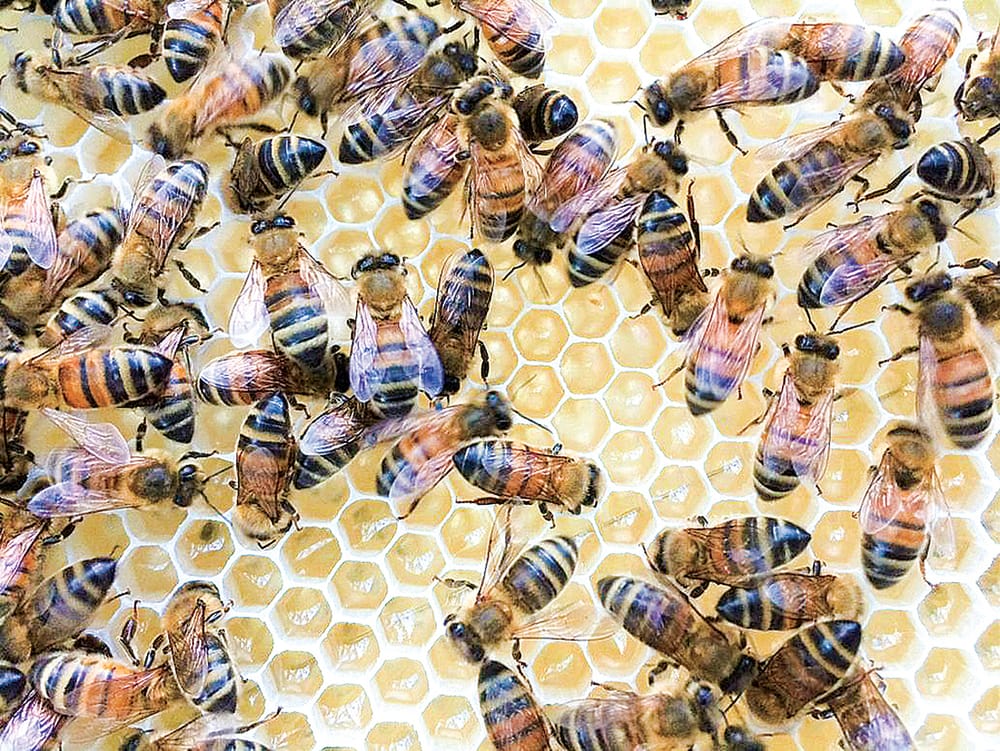“Buy a Bee” to help devastated beekeepers post image