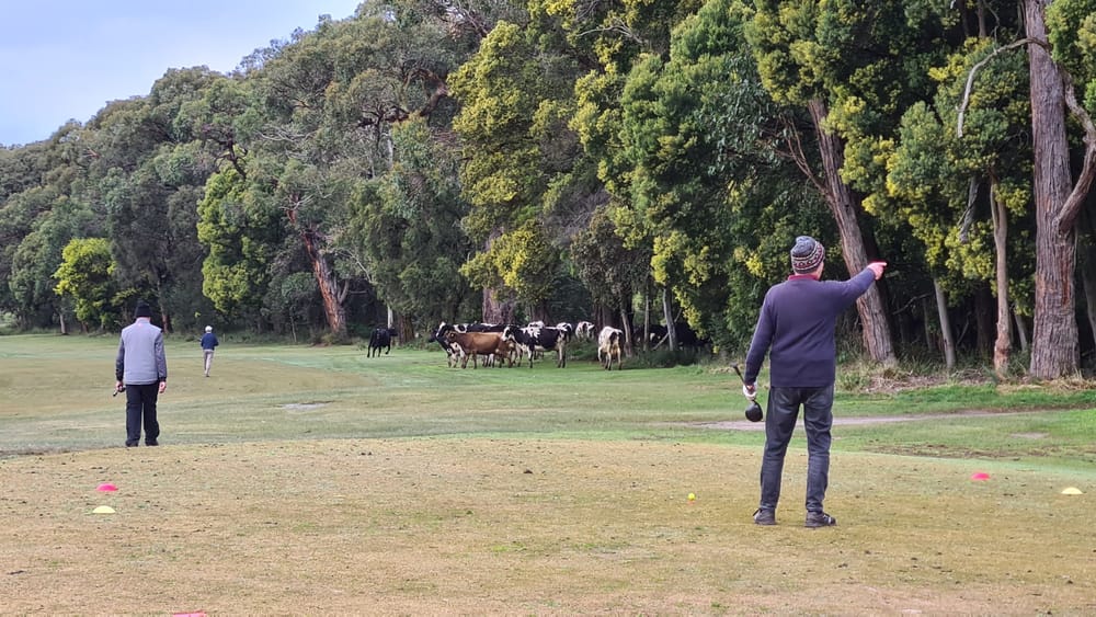 'Udderly' bizarre visitors at Leongatha Golf Club post image